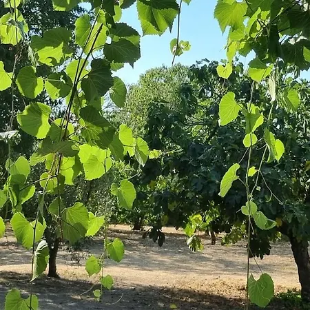 La Provencale * Uzès